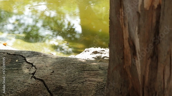 Obraz tree in the woods