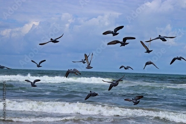 Obraz seagulls on the beach