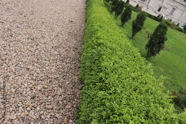 Obraz green grass field