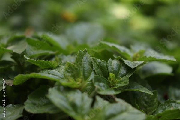 Obraz green leaf with dew