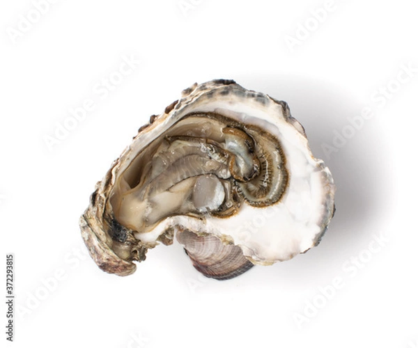 Fototapeta Fresh Opened Oyster Isolated on White Background.