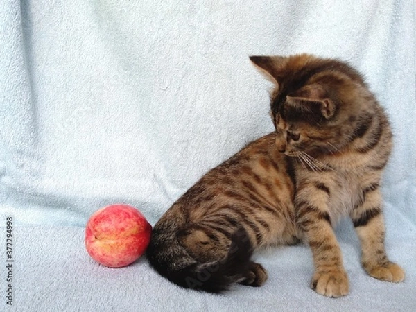 Fototapeta cat on a bed