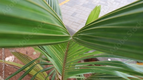 Fototapeta green leaves in the sun