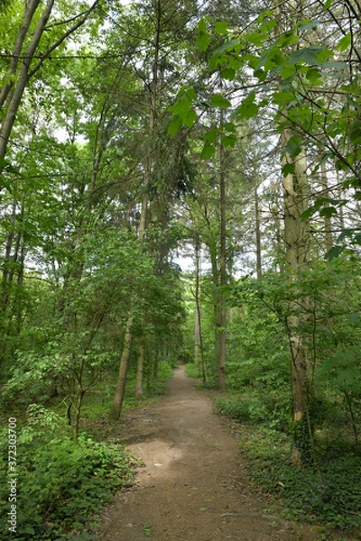 Fototapeta Romantischer Waldweg