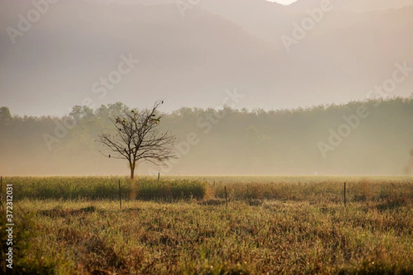 Obraz Cornfield in the morning, golden light and fog