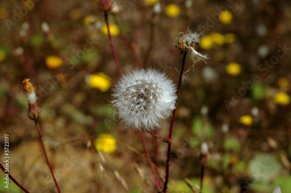 Obraz dandelion flower