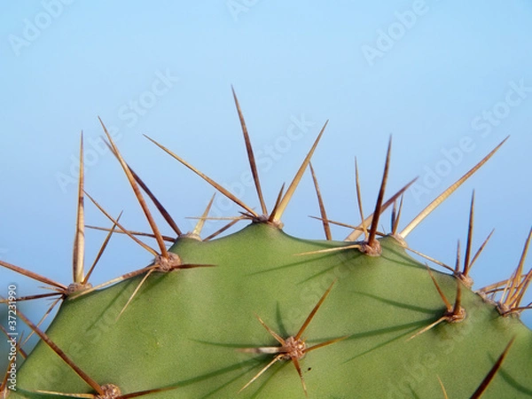 Obraz Opuntia cactus