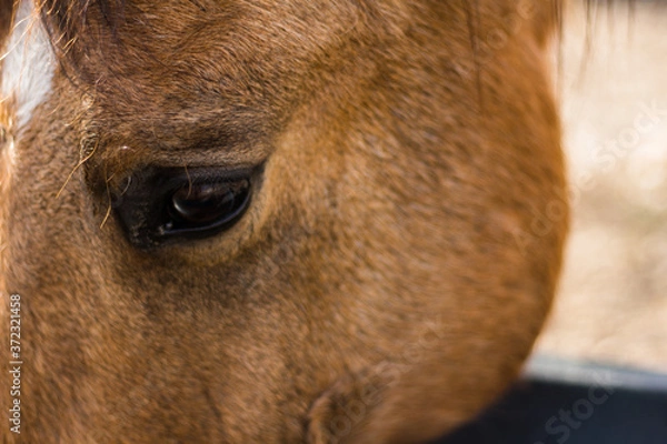 Obraz horse eye closeup