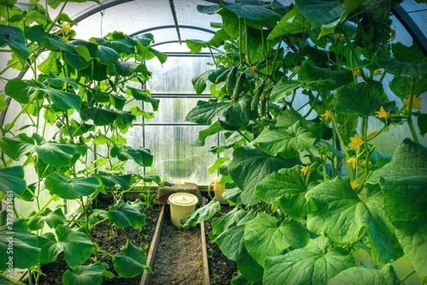 Fototapeta View of a greenhouse with planted cucumbers. Gardening concept