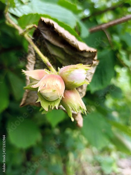 Fototapeta photo of hazelnuts on a branch in the summer