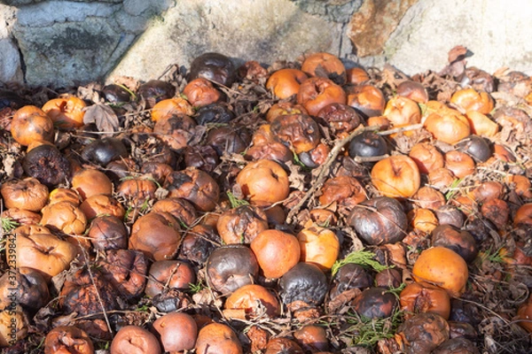 Fototapeta Rotten apples on the ground
