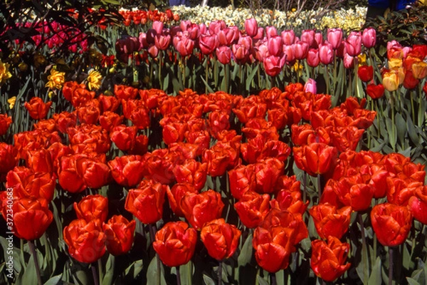 Fototapeta EPSON scanner image Skagit, Washigton Tulip Festival