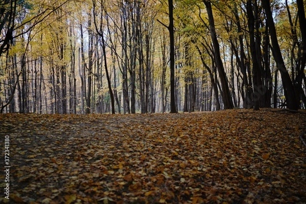 Fototapeta autumn trees in the park