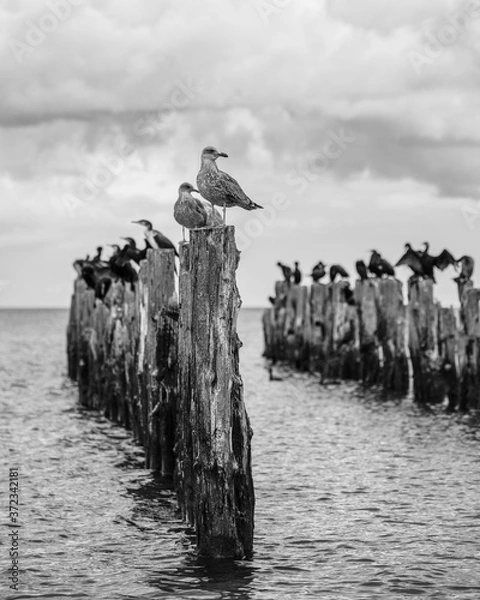 Fototapeta old pier in the sea from withered old wooden stakes with birds