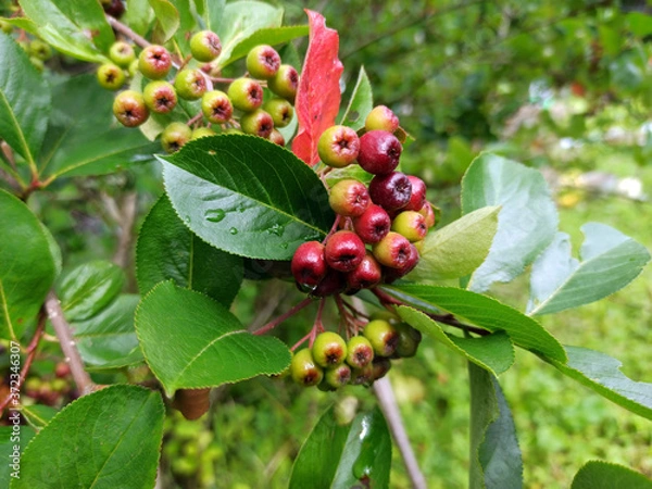 Fototapeta photo of chokeberry ripening on a branch on a cloudy day