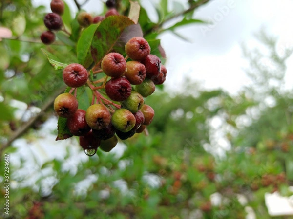Fototapeta photo of chokeberry ripening on a branch on a cloudy day
