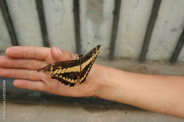 Obraz butterfly on hand
