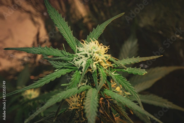 Obraz Cannabis plant