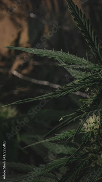 Obraz Cannabis plant