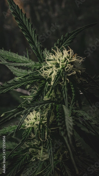 Obraz Cannabis plant