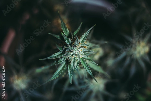 Obraz Cannabis plant