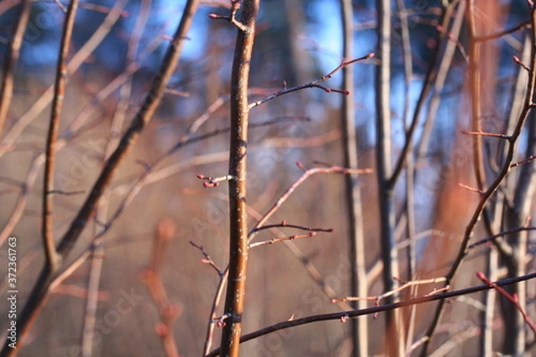Obraz branches of a tree