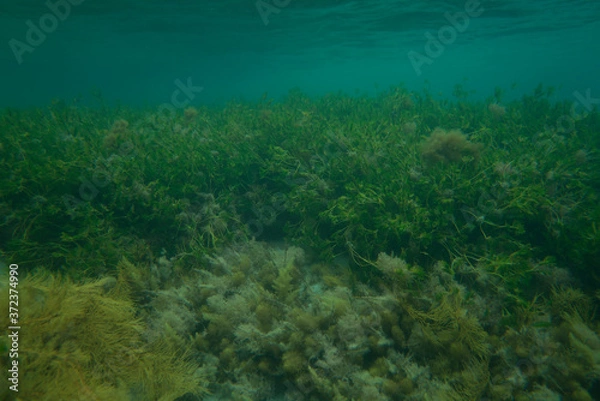 Obraz underwater rocks and plants