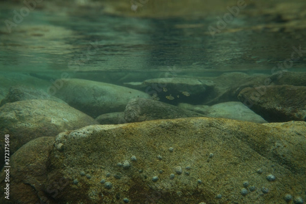 Obraz underwater rocks and plants