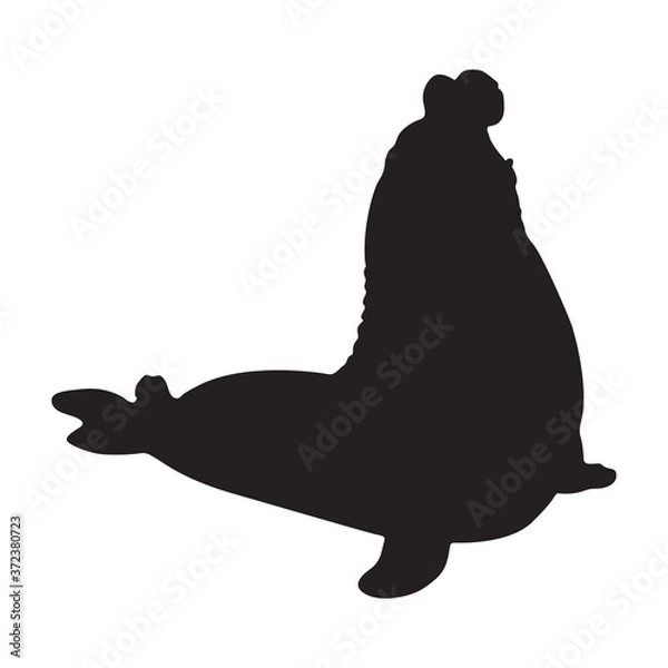 Fototapeta Elephant Seal (Mirounga) Silhouette Vector Found In Antartic Waters