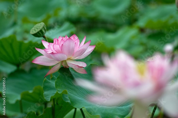 Obraz pink lotus flower