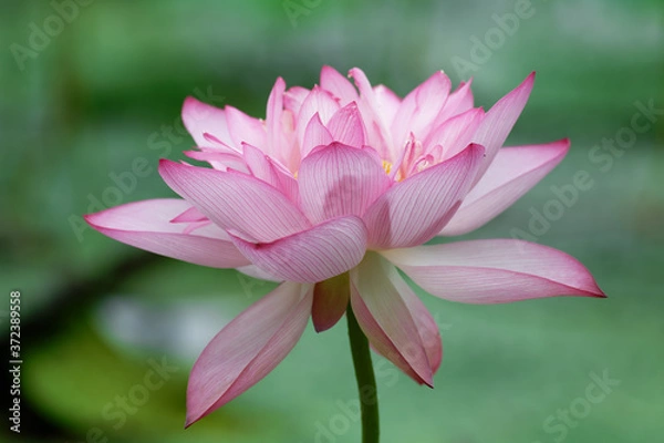 Obraz pink lotus flower
