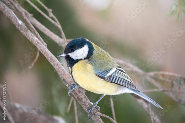 Fototapeta Cute bird Great tit, songbird sitting on the nice branch with beautiful autumn background