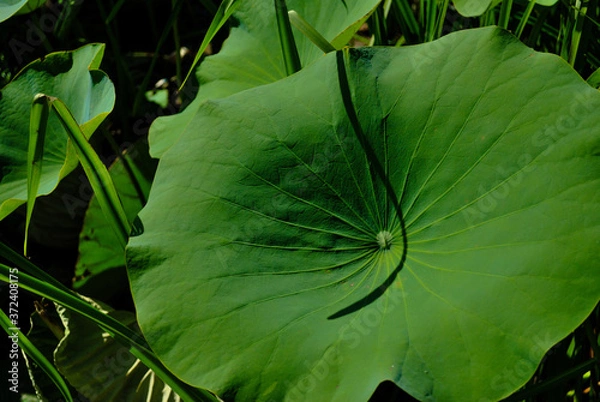 Obraz big Lotus leaf