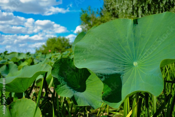 Obraz big Lotus leaf