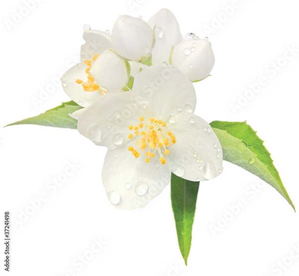 Obraz Makro Makro Makro Makro Makro Jasmine Flower Blossom