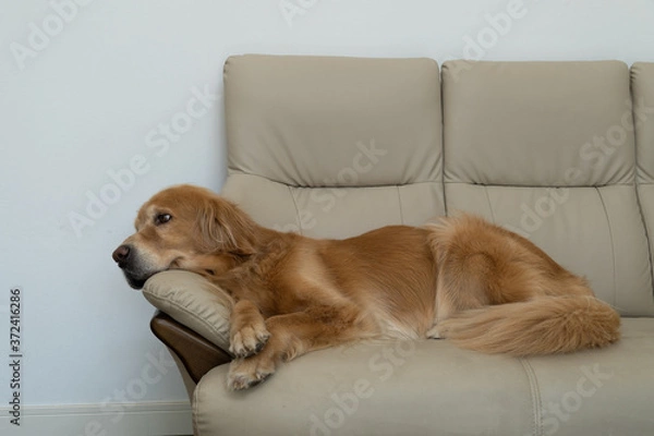 Fototapeta ソファーでくつろぐゴールデンレトリーバー