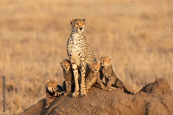 Obraz Beautiful cheetah mother and her four cute cheetah cubs sitting on a large termite mound at sunset in Serengeti Tanzania