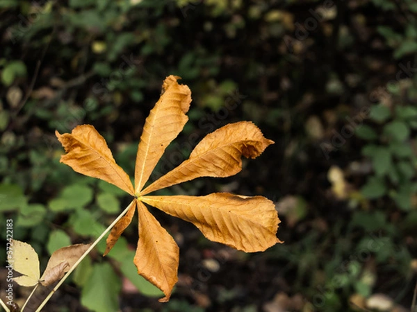 Obraz Isolated autumn leaves on dark background