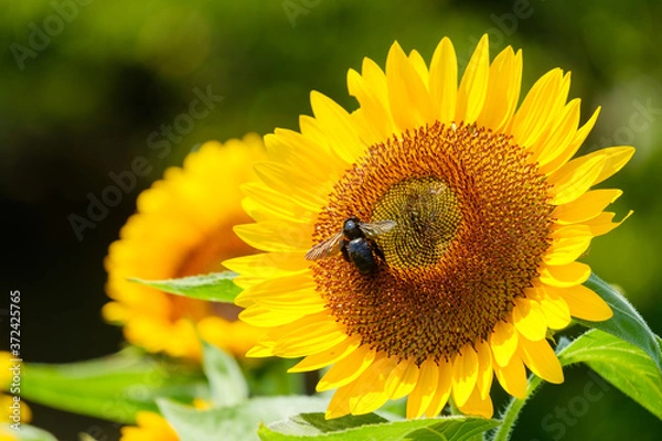 Fototapeta ひまわり畑　夏イメージ　公園