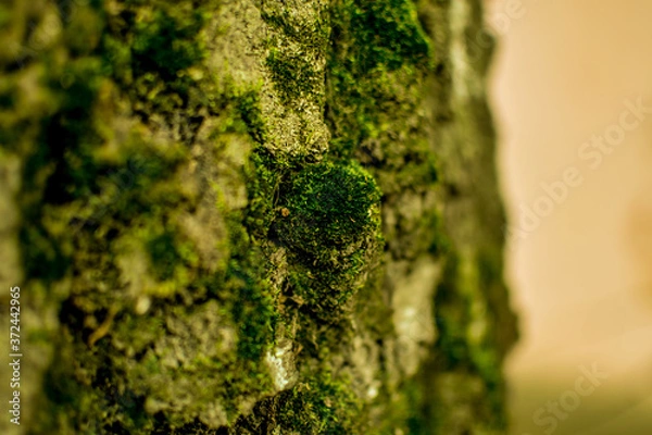 Obraz Macro shot of a tree bark. large structural texture