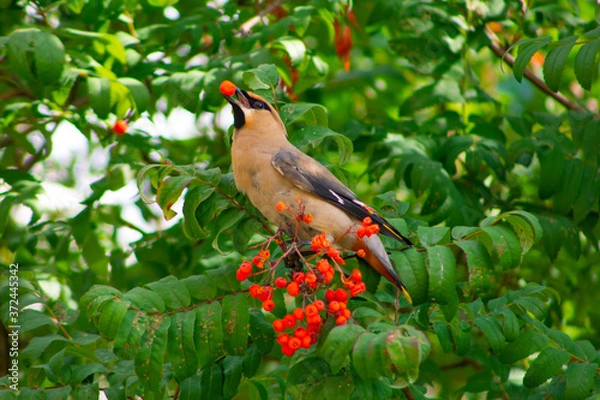 Obraz The waxwings have arrived