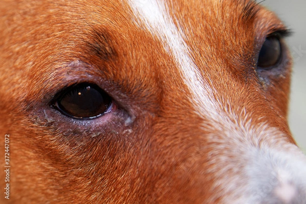 Obraz Veterinarian check on the eyes of a dog dachshund. conjunctivitis eyes of dog. Medical and Health care of pet concept.