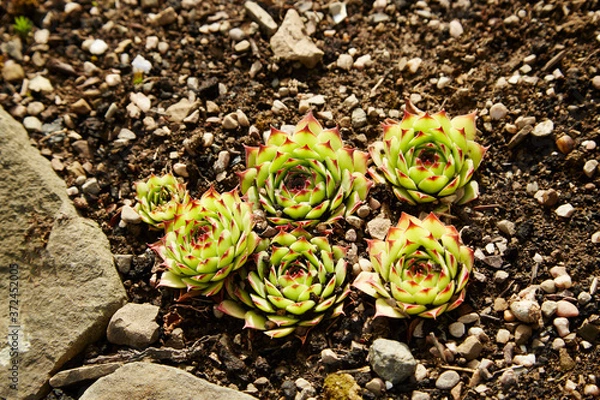 Obraz Sempervivum