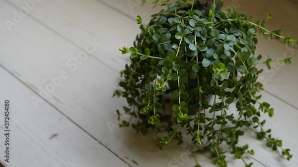 Fototapeta 植物