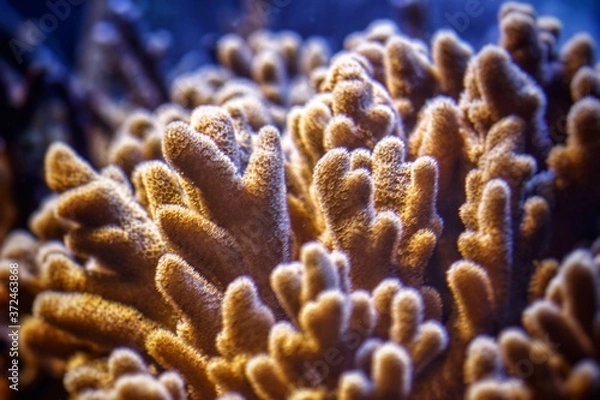 Fototapeta coral reef in aquarium