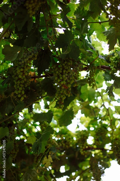 Obraz green leaves on a tree