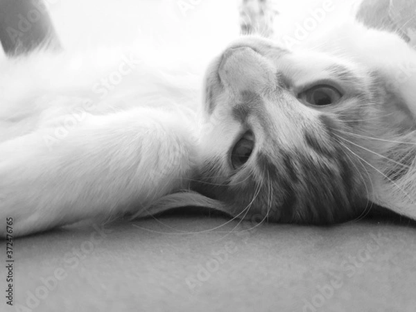 Obraz white cat sleeping