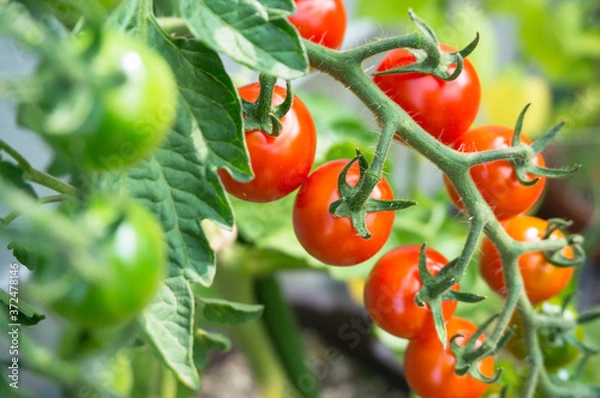 Obraz 家庭菜園で房状に連なるミニトマト
