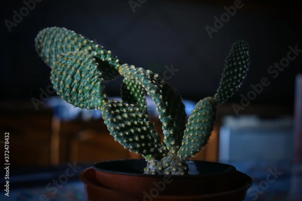 Obraz Cactus in the kitchen.