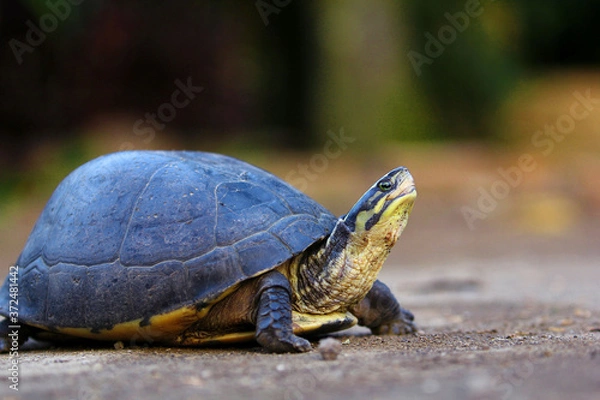 Obraz Southeast Asian box turtle is a species of Asian box turtle.